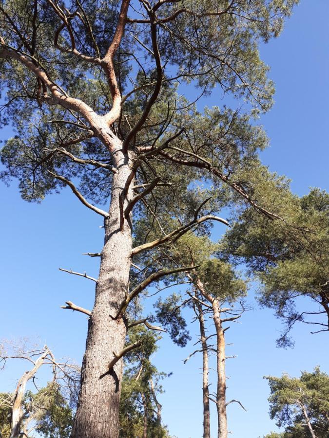 B&B Altijd Zomer Nijlen Exteriör bild